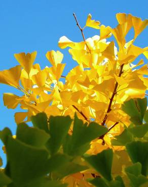 Fotografia 11 da espécie Ginkgo biloba no Jardim Botânico UTAD