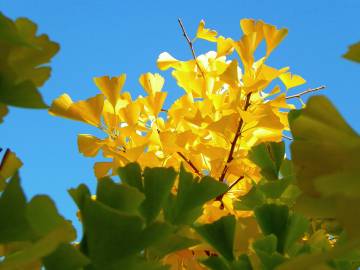 Fotografia da espécie Ginkgo biloba