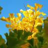 Fotografia 11 da espécie Ginkgo biloba do Jardim Botânico UTAD