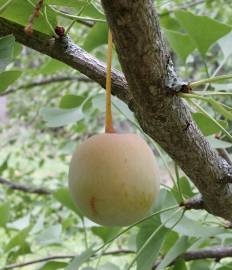 Fotografia da espécie Ginkgo biloba