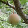 Fotografia 12 da espécie Ginkgo biloba do Jardim Botânico UTAD