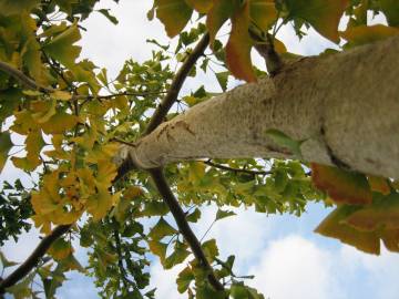 Fotografia da espécie Ginkgo biloba