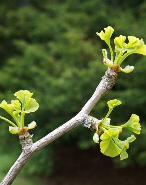 Fotografia 14 da espécie Ginkgo biloba no Jardim Botânico UTAD