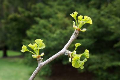 Fotografia da espécie Ginkgo biloba