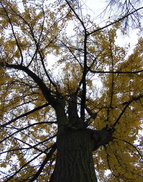 Fotografia 15 da espécie Ginkgo biloba no Jardim Botânico UTAD