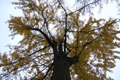 Fotografia da espécie Ginkgo biloba