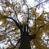 Fotografia 15 da espécie Ginkgo biloba do Jardim Botânico UTAD