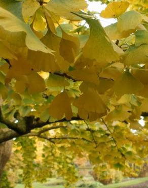 Fotografia 16 da espécie Ginkgo biloba no Jardim Botânico UTAD