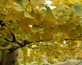 Fotografia da espécie Ginkgo biloba