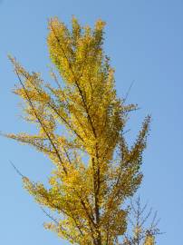 Fotografia da espécie Ginkgo biloba