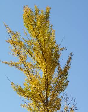 Fotografia 17 da espécie Ginkgo biloba no Jardim Botânico UTAD