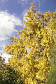 Fotografia da espécie Ginkgo biloba