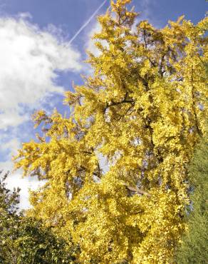 Fotografia 18 da espécie Ginkgo biloba no Jardim Botânico UTAD