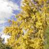 Fotografia 18 da espécie Ginkgo biloba do Jardim Botânico UTAD