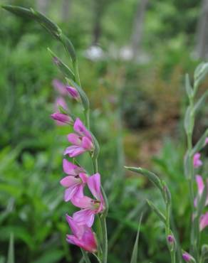 Fotografia 7 da espécie Gladiolus communis no Jardim Botânico UTAD