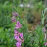 Fotografia 7 da espécie Gladiolus communis do Jardim Botânico UTAD