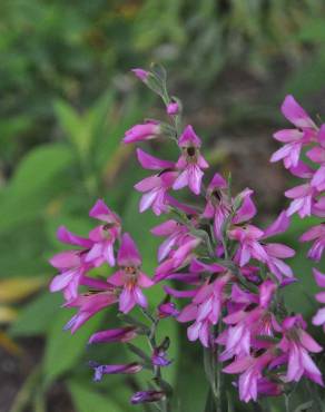 Fotografia 8 da espécie Gladiolus communis no Jardim Botânico UTAD