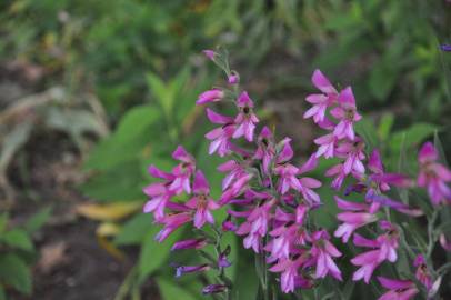 Fotografia da espécie Gladiolus communis