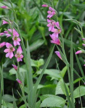 Fotografia 10 da espécie Gladiolus communis no Jardim Botânico UTAD