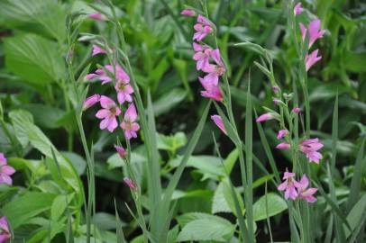 Fotografia da espécie Gladiolus communis