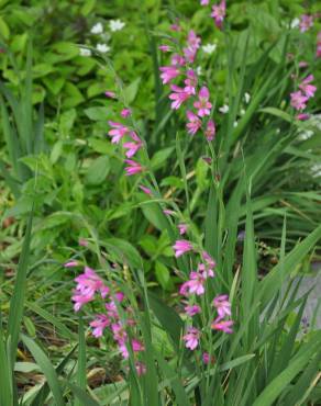 Fotografia 11 da espécie Gladiolus communis no Jardim Botânico UTAD