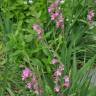 Fotografia 11 da espécie Gladiolus communis do Jardim Botânico UTAD