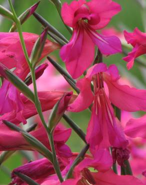 Fotografia 1 da espécie Gladiolus communis no Jardim Botânico UTAD