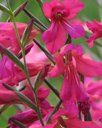 Fotografia de capa Gladiolus communis - do Jardim Botânico