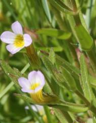 Gratiola linifolia