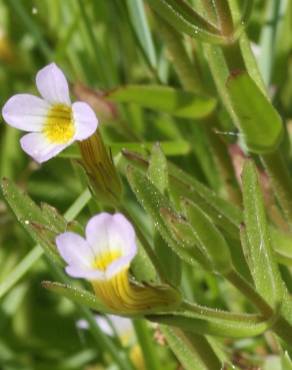 Fotografia 1 da espécie Gratiola linifolia no Jardim Botânico UTAD