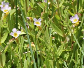 Fotografia da espécie Gratiola linifolia