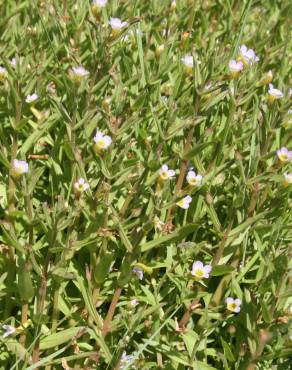 Fotografia 5 da espécie Gratiola linifolia no Jardim Botânico UTAD