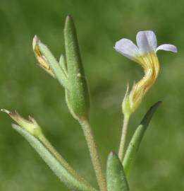 Fotografia da espécie Gratiola linifolia