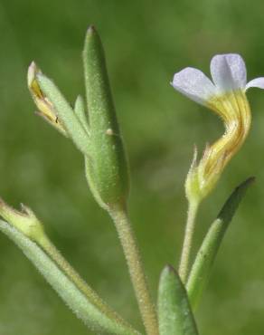 Fotografia 6 da espécie Gratiola linifolia no Jardim Botânico UTAD