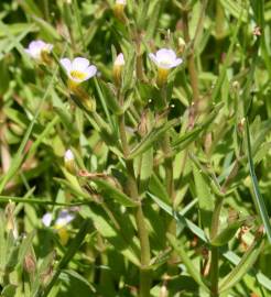 Fotografia da espécie Gratiola linifolia