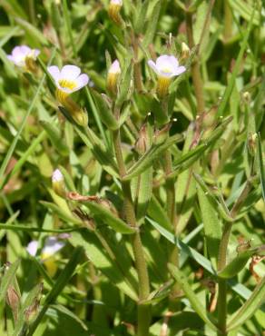 Fotografia 7 da espécie Gratiola linifolia no Jardim Botânico UTAD