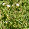 Fotografia 7 da espécie Gratiola linifolia do Jardim Botânico UTAD