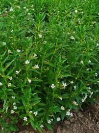 Fotografia da espécie Gratiola officinalis