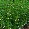 Fotografia 6 da espécie Gratiola officinalis do Jardim Botânico UTAD