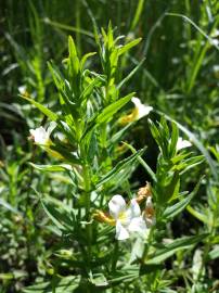 Fotografia da espécie Gratiola officinalis