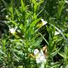 Fotografia 7 da espécie Gratiola officinalis do Jardim Botânico UTAD