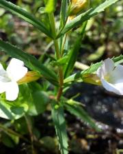 Fotografia da espécie Gratiola officinalis