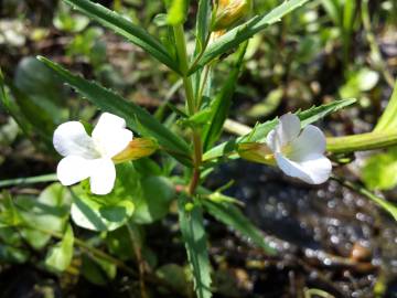 Fotografia da espécie Gratiola officinalis