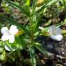 Fotografia 1 da espécie Gratiola officinalis do Jardim Botânico UTAD