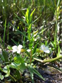 Fotografia da espécie Gratiola officinalis