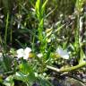 Fotografia 12 da espécie Gratiola officinalis do Jardim Botânico UTAD