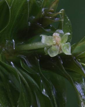 Fotografia 10 da espécie Groenlandia densa no Jardim Botânico UTAD