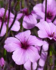 Fotografia da espécie Geranium lanuginosum