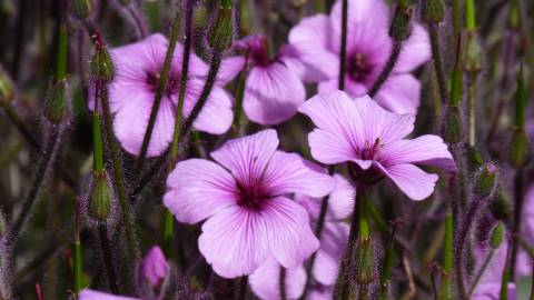 Fotografia da espécie Geranium lanuginosum