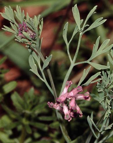 Fotografia de capa Fumaria vaillantii - do Jardim Botânico